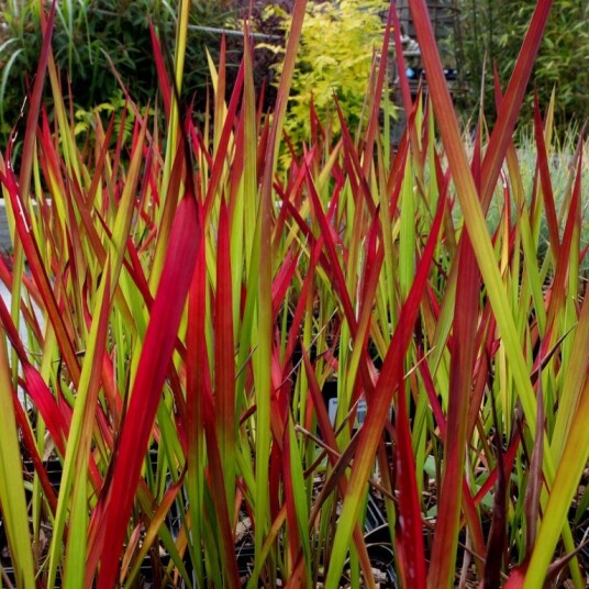 Sumpplante "Imperata cylindrica" Red Baron