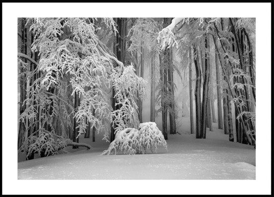 Perfect Winter Plakat Plakat / 21x30cm