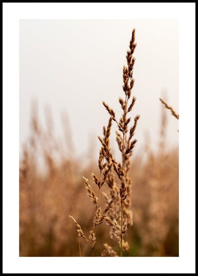 Tranquil Beach Grass Plakat Plakat / 100x150cm