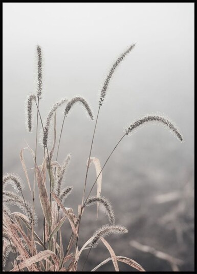 Grass Plants Plakat Plakat / 100x150cm