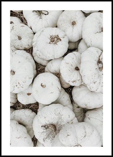 White Pumpkins Harvest Plakat Plakat / 70x100cm
