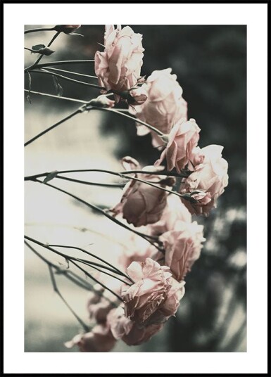 Rose Bush Plakat Plakat / 100x150cm