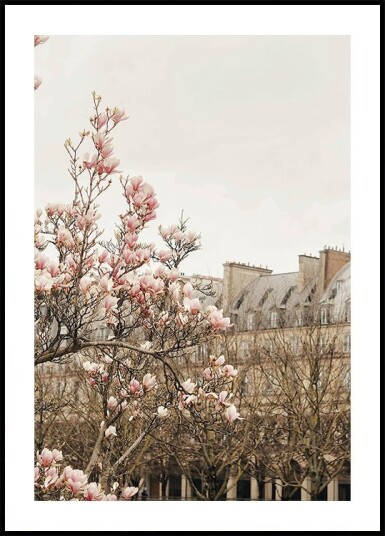 Parismagnoliaii Ratioiso Plakat Plakat / 40x50cm Parismagnoliaii Ratioiso Plakat Plakat / 40x50cm