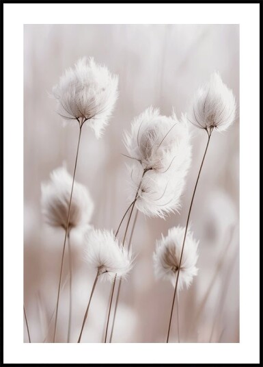 White Cotton Grass Plakat Plakat / 50x70cm