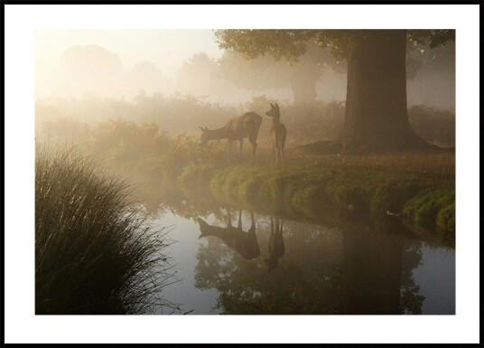 Deer In Mist Plakat Plakat / 21x30cm