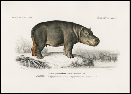 Hippopotamus Plakat / 70x100 Hippopotamus Plakat / 70x100