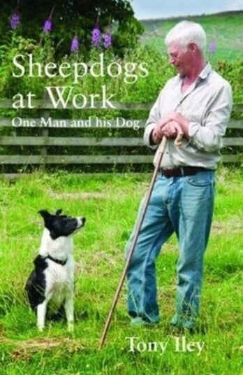 Sheepdogs At Work Av Tony Iley