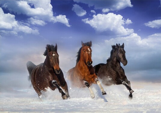 Fototapet Horses In The Snow 250x175 - Artgeist sp. z o. o.