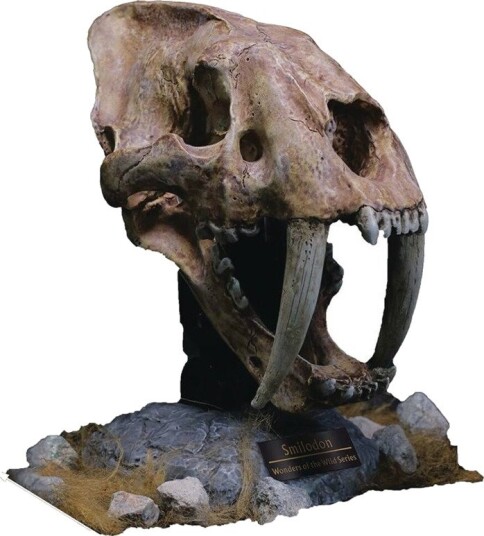Wonders of the Wild  Smilodon Skull Fossil Polyresin Statue