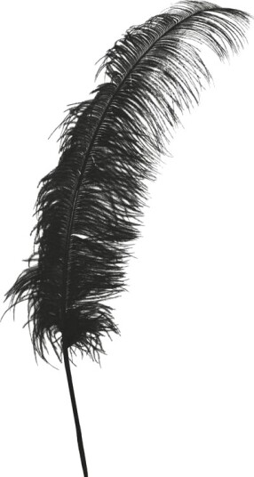 12 Stk. Gigantiske Svarte Strutsefjær 50 cm