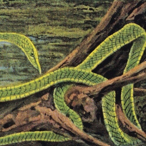 Rainforest Spiritual Enslavement  Green Graves  LP/Vinyl