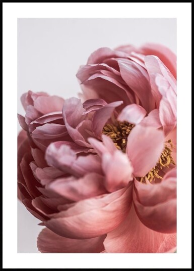 Peony Plakat / 40x50cm