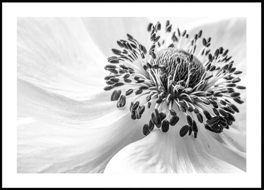 Anemone Plakat / 21x30cm Anemone Plakat / 21x30cm
