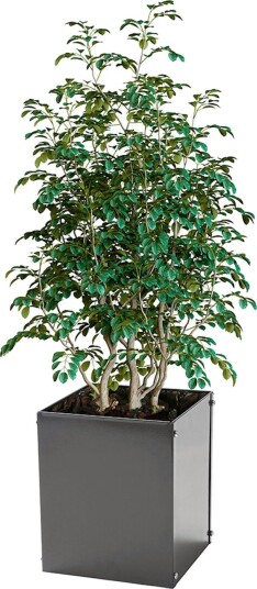 Plantekasse Skotte Garden