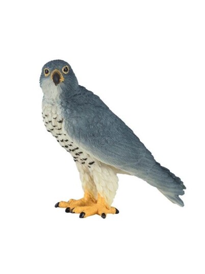 Mojo   Wildlife Peregrine Falcon