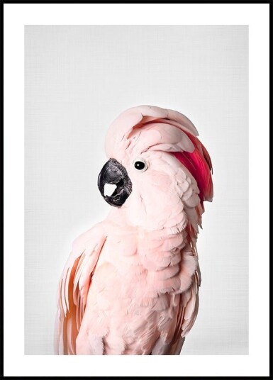 Pink Cockatoo Plakat / 70x100cm