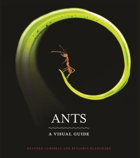 Ants Av Heather Campbell, Benjamin Blanchard