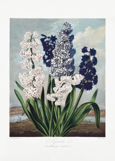 Plakat Hyasint Botanisk Kunst