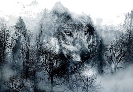 Fototapet Mountain Predator Black And White 350x245 - Artgeist sp. z o. o.