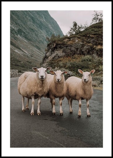 Three Sheep in Mountain Landscape Plakat Plakat / 100x150cm
