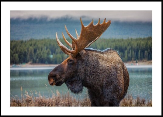 Moose Plakat / 50x70cm Moose Plakat / 50x70cm