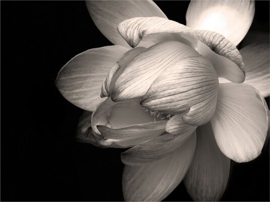 Fototapet Lotus Flower 400x309 - Artgeist sp. z o. o.