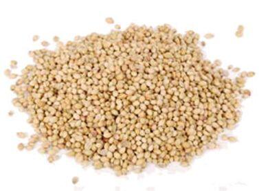 Korianderfrø 1 kg Korianderfrø 1 kg