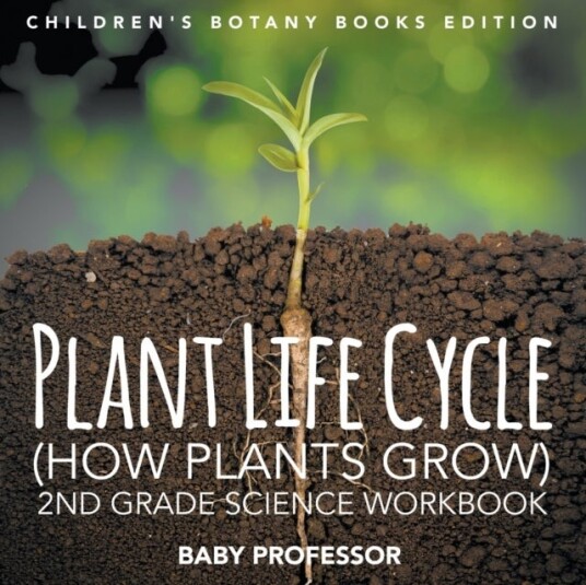 Plant Life Cycle How Plants Grow