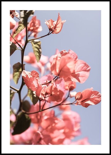 Blossoms in Breeze Plakat Plakat / 70x100cm