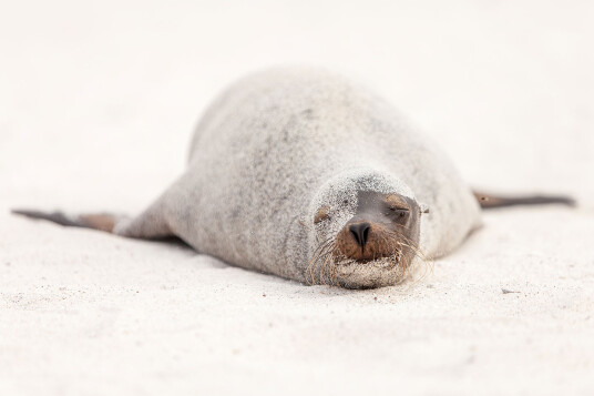 Sea lion in disquise av Per Sørensen