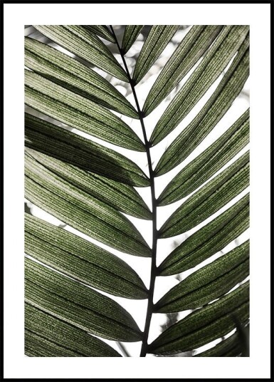 Palm Leaves 24 Plakat Plakat / 30x40cm