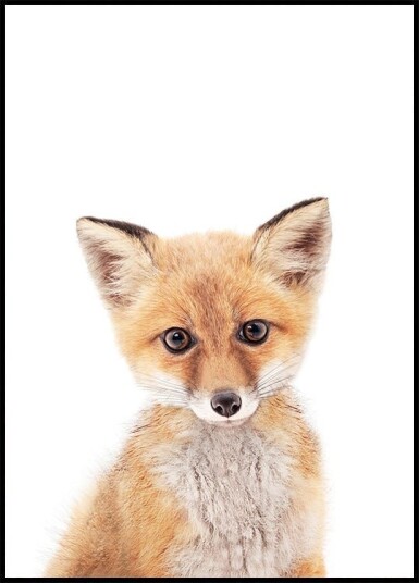 Baby Fox Plakat Plakat / 50x70cm