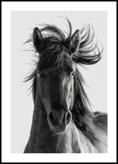 Wild Horse Portrait Plakat / 100x150
