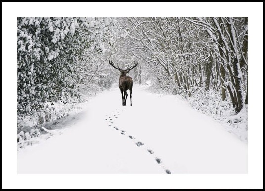 Deer in a Snowy Forest Plakat Plakat / 30x40cm