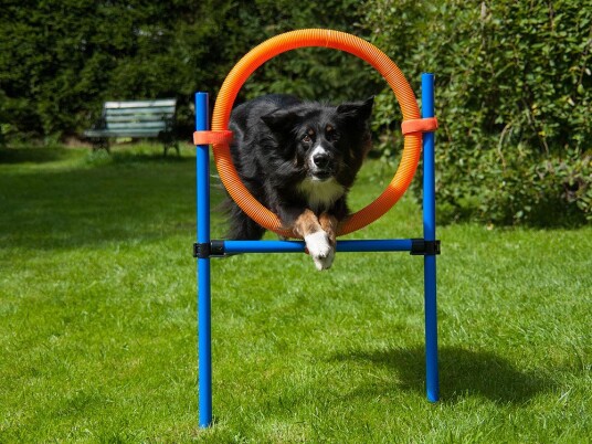 Agility Ring Til Agilityhinder Agility Ring Til Agilityhinder