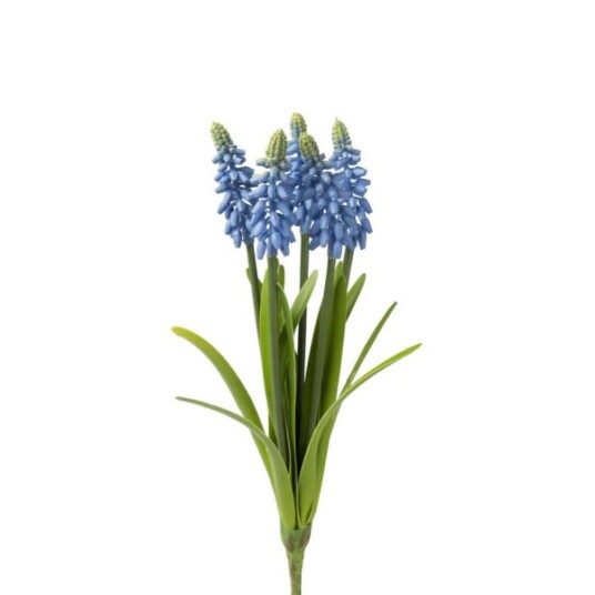 Perleblomst blå
