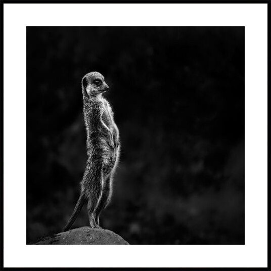 The meerkat Plakat Plakat / 30x30cm
