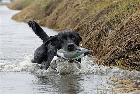 Asd Dog Training Tool Ez-Bird Pintail Asd Dog Training Tool Ez-Bird Pintail