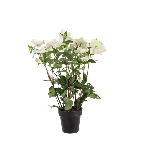 Mr Plant Helleborus i potte 55 cm hvit Mr Plant Helleborus i potte 55 cm hvit