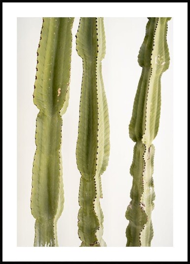 3 Cacti Plakat Plakat / 50x70cm