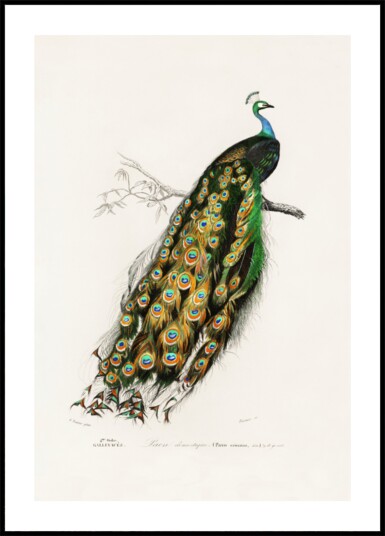 Indian Peafowl Peacock Plakat / 40x50