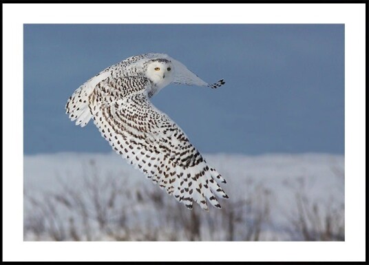 Snowy Owl Plakat / 100x150cm Snowy Owl Plakat / 100x150cm