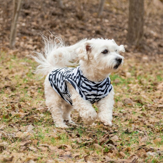 Rukka Zebra Hundetrøye (M) Rukka Zebra Hundetrøye (M)