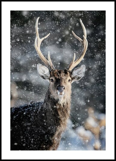 Majestic Deer in Snow №2 Plakat Plakat / 21x30cm