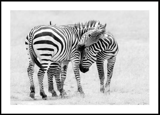 John Fan Tender Moment Plakat Plakat / 70x100cm John Fan Tender Moment Plakat Plakat / 70x100cm