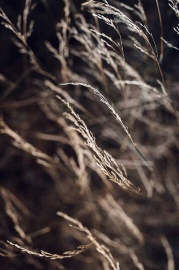 Malerifabrikken Poster Mellow grasses 7 1609080-01-118