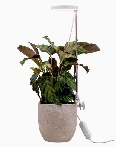 AIRAM Rose Plantebelysning 10W Dim med touch