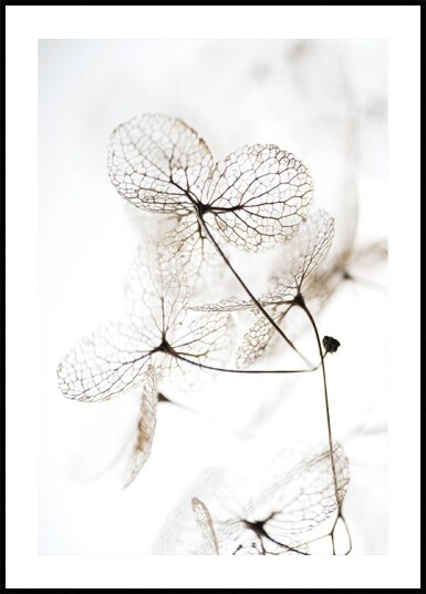 Autumn Dried Leafes №3 Plakat Plakat / 40x50cm