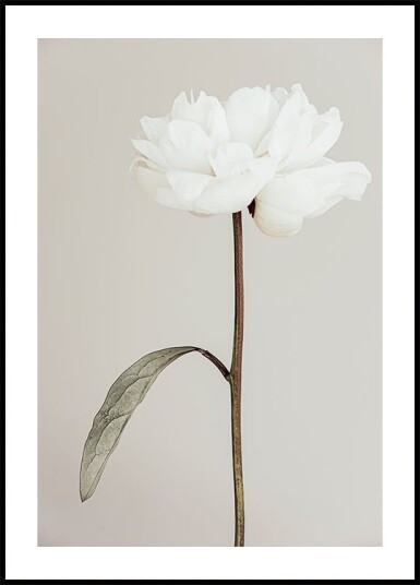 Pictufy Studio Iii Peony No.7 Plakat Plakat / 21x30cm