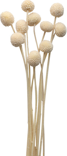 Cooee Design Dried  Flowers Golden Ball Red   White   ONE SIZE
